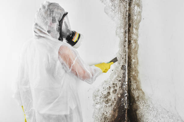 Best Certified Mold Removal  in High Bridge, WA