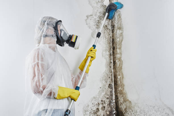 Best Residential Mold Removal  in High Bridge, WA