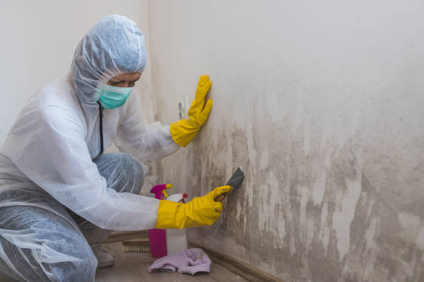 Certified Mold Removal in High Bridge, WA