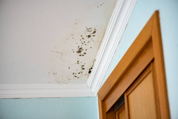 Mold Testing and Removal in High Bridge, WA