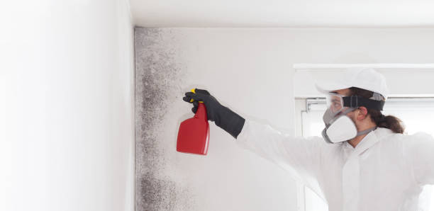  High Bridge, WA Mold Removal Pros