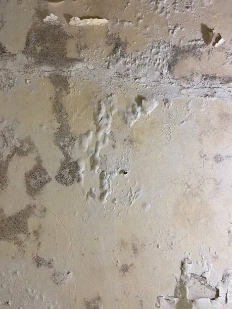Best Mold Removal Near Me  in High Bridge, WA