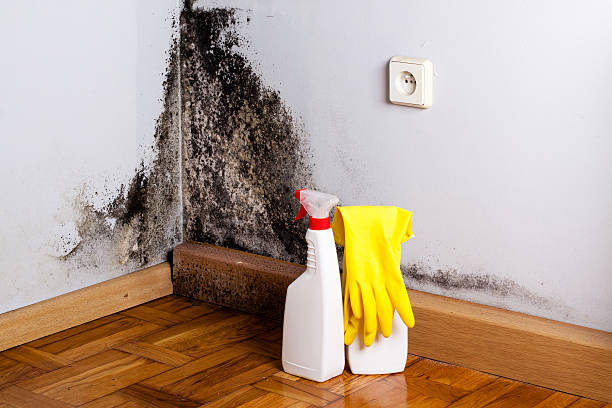 Best Emergency Mold Removal  in High Bridge, WA