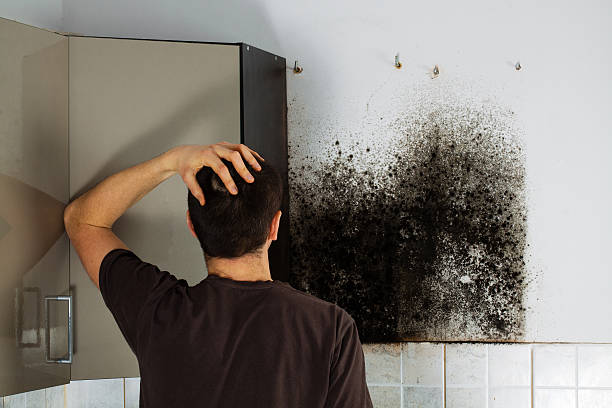 Best Commercial Mold Removal  in High Bridge, WA