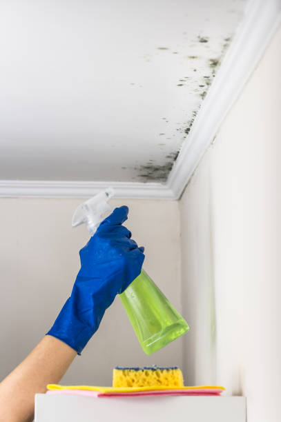Best Affordable Mold Removal  in High Bridge, WA