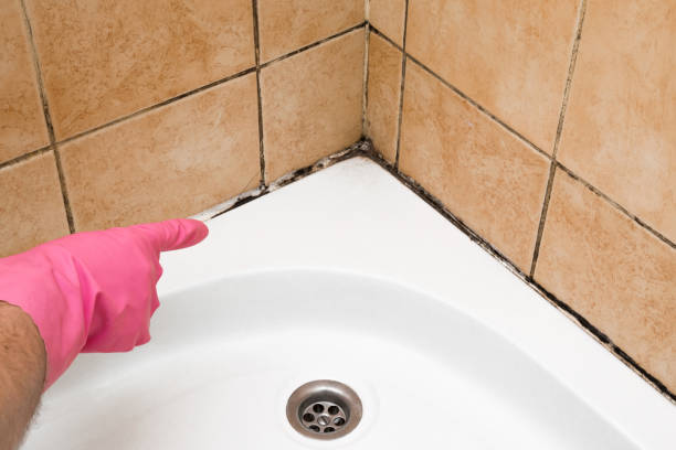 Best Mold Damage Repair  in High Bridge, WA